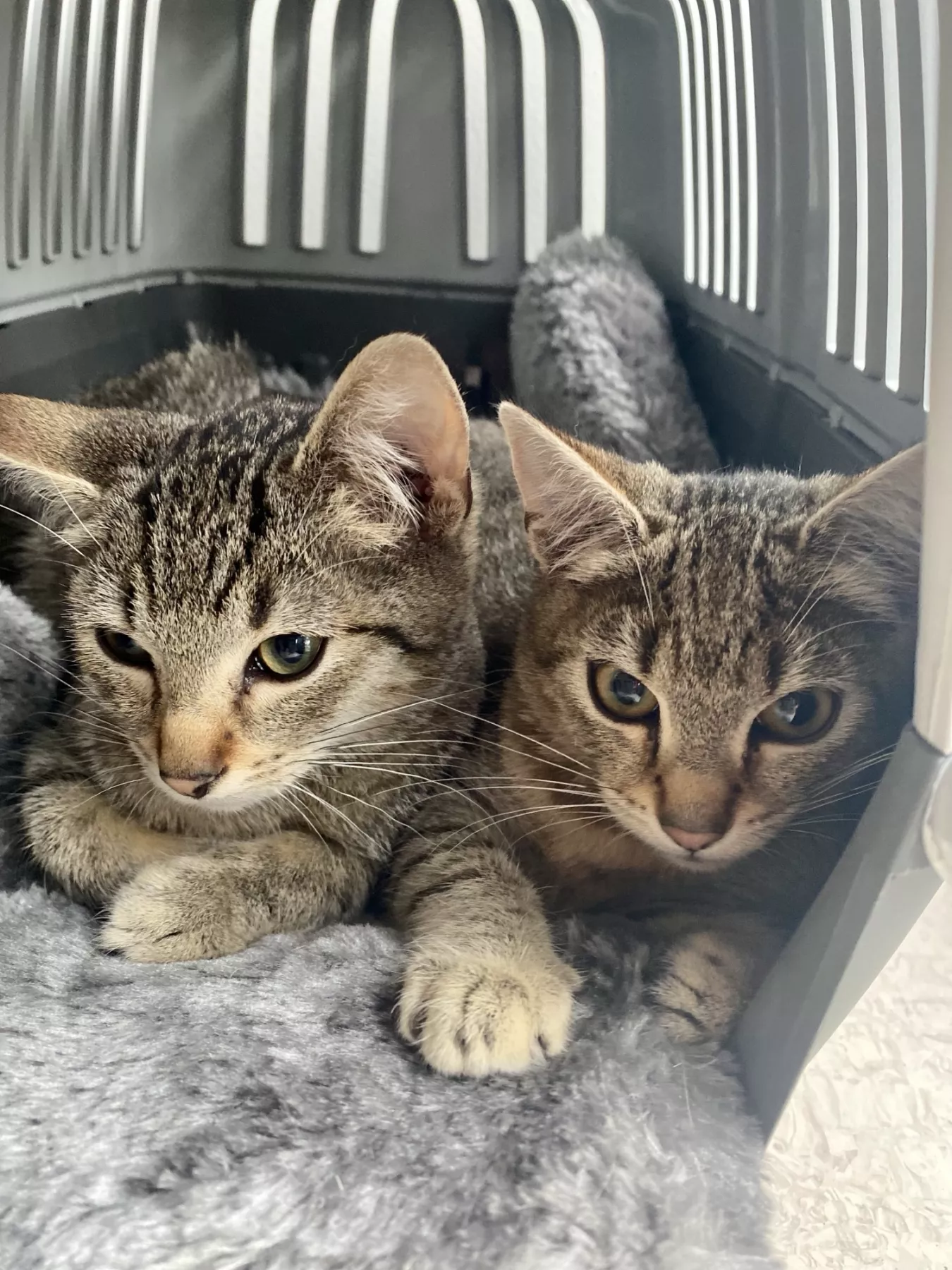 Einleitungsbild Therapiekatzen im Seniorenzentrum Pfostenwäldle