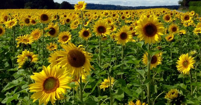Sonnenblume