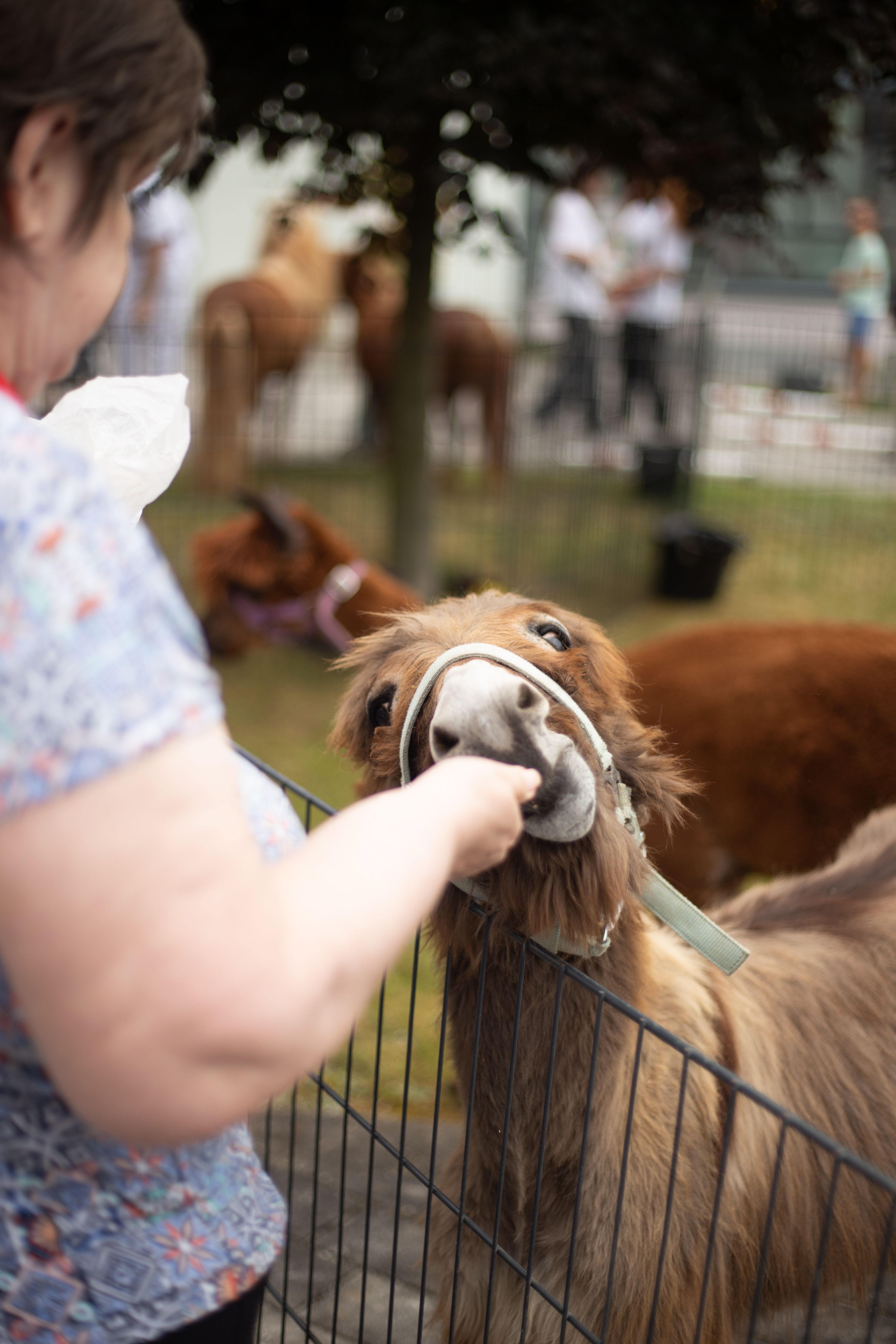 Ein Lama eines Streichelzoos das gerade gefüttert wird